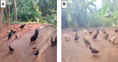 Newcastle Disease in Backyard Poultry Rearing in the Northeastern States of India: Challenges and Control Strategies